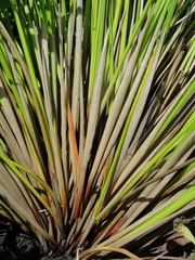 Juncus effusus solutus