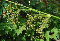 Juncus effusus solutus
