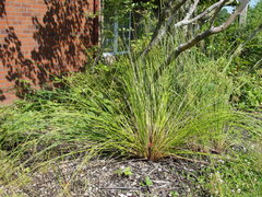 Juncus effusus solutus