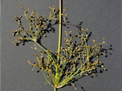 Juncus effusus solutus