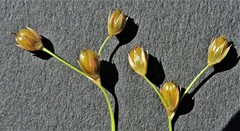 Juncus effusus solutus