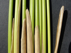 Juncus effusus solutus