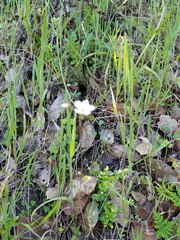 Lithophragma cymbalaria