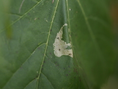 Phyllonorycter joannisi
