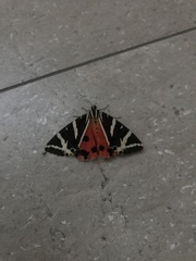 Euplagia quadripunctaria