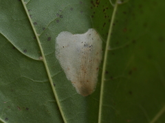 Phyllonorycter joannisi