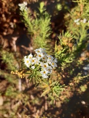 Heliotropium sinuatum