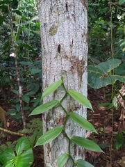 Vanilla planifolia