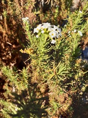 Heliotropium sinuatum