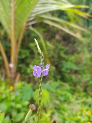 Stachytarpheta urticifolia