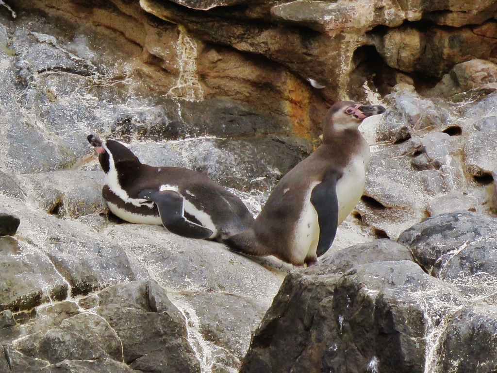Two Humboldt penguins on a rocky ledge, one with its head tipped back