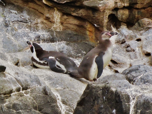 Humboldtpinguïn (Spheniscus humboldti)