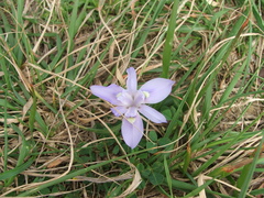 Moraea australis