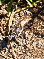 Sphex argentatus