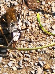 Sphex argentatus