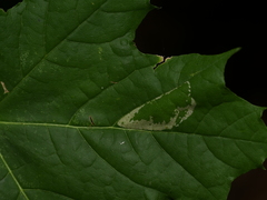 Phyllonorycter joannisi