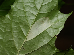 Phyllonorycter joannisi