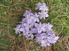 Moraea australis