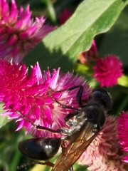 Sphex argentatus