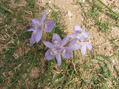 Moraea australis