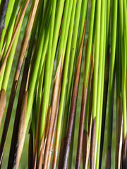 Juncus balticus ater