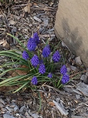 Muscari neglectum