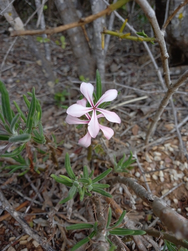 Pachypodium succulentum