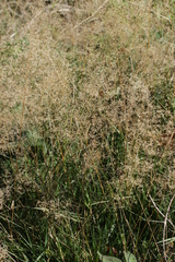 Puccinia graminis