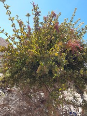 Tristerix corymbosus