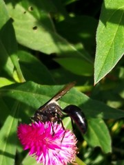 Sphex argentatus