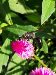 Sphex argentatus