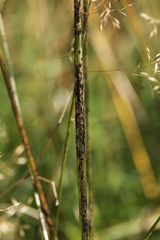 Puccinia graminis