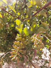 Tristerix corymbosus