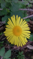Doronicum