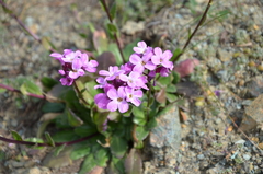 Arabis blepharophylla