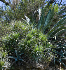 Agave cordillerensis