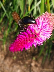 Sphex argentatus