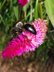 Sphex argentatus