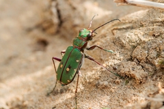 Cicindela