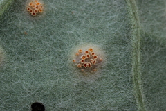 Puccinia poarum