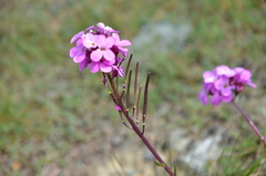 Arabis blepharophylla