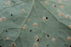 Puccinia poarum