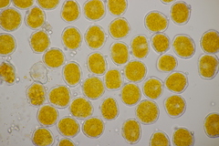 Puccinia poarum