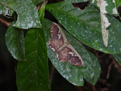 Zythos turbata