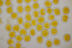 Puccinia poarum