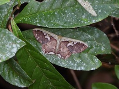 Zythos turbata