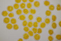 Puccinia poarum