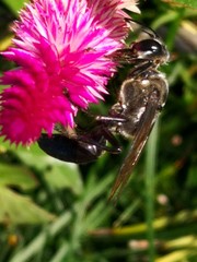 Sphex argentatus