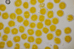 Puccinia poarum