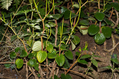 Peperomia miqueliana